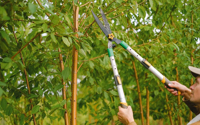 Tree trimming in Friendsville, TN